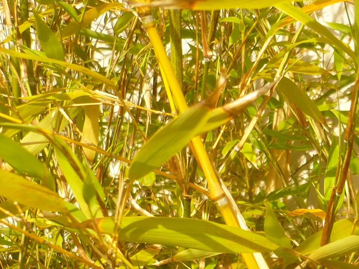 Phyllostachys aurea (Poaceae)